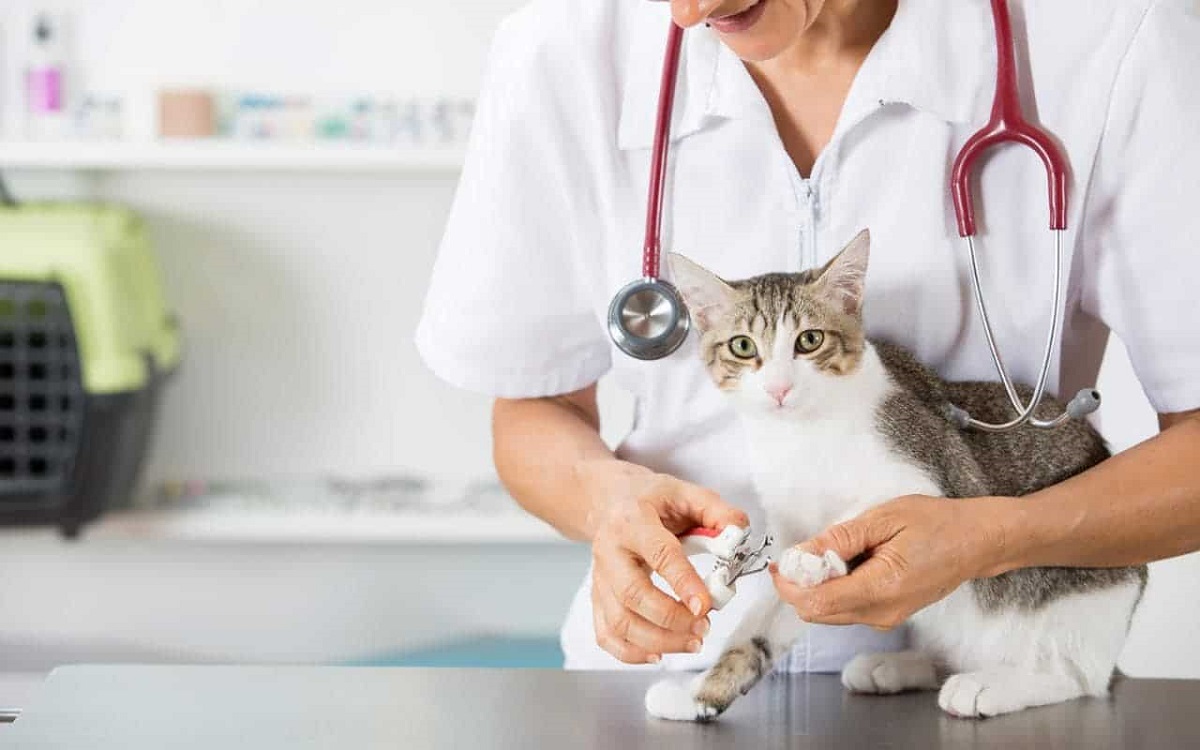 gatto viene visitato da un medico