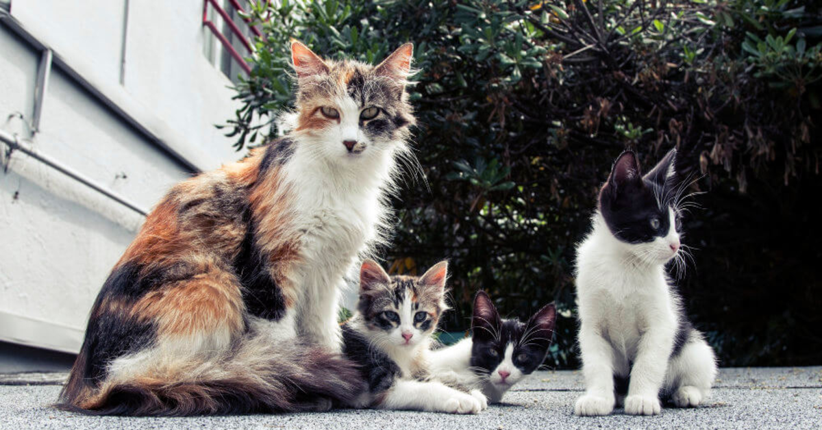 tre gatti vari colori