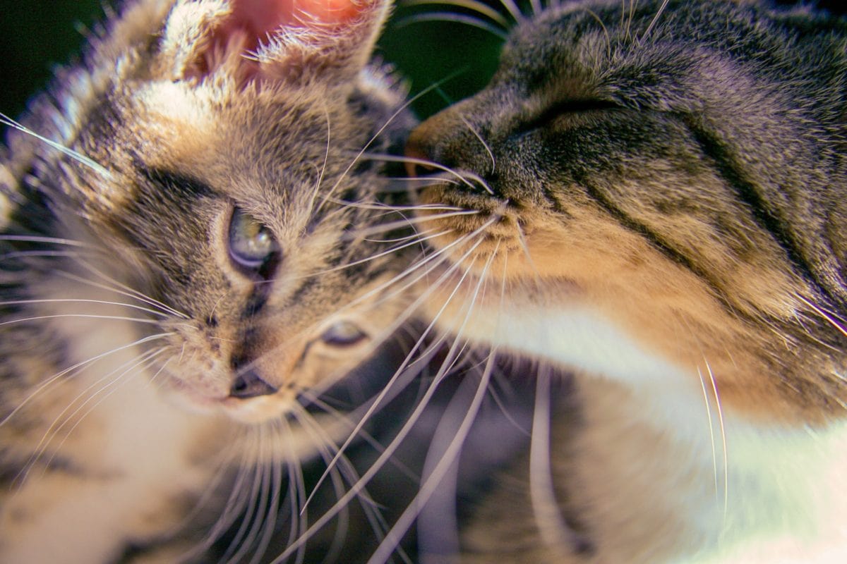 mamma gatta lecca il cucciolo