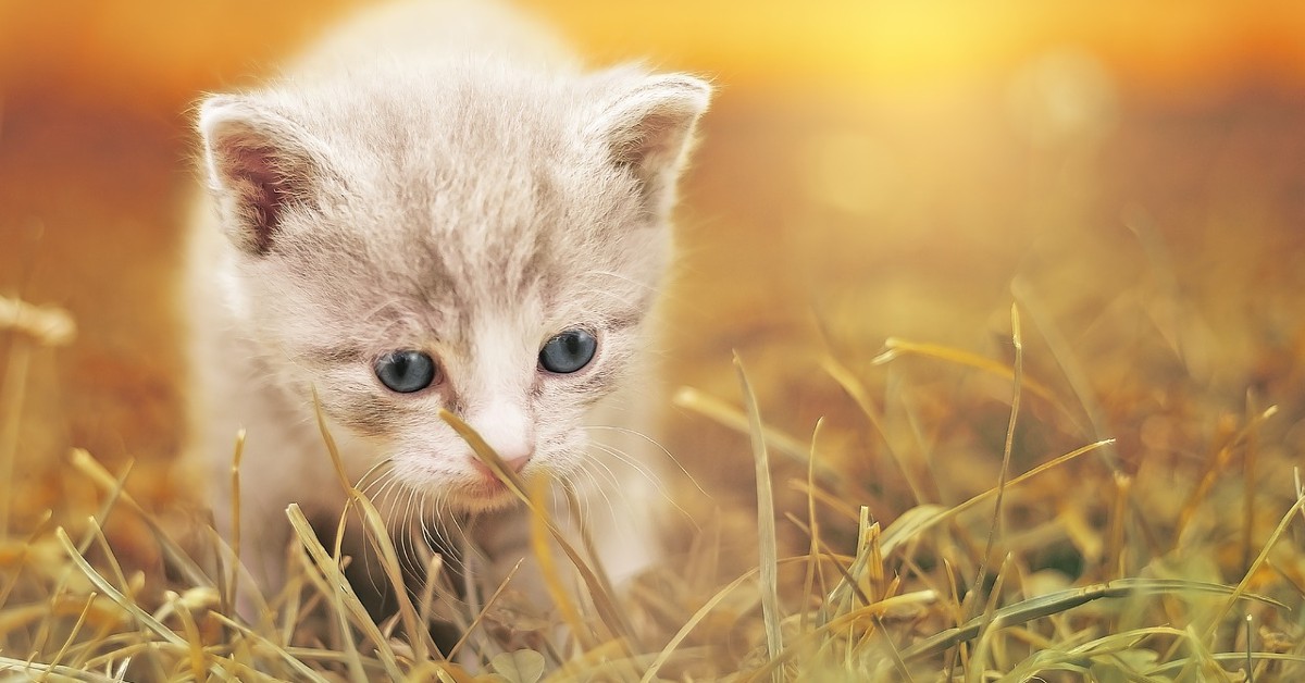 dove portare gattini appena nati