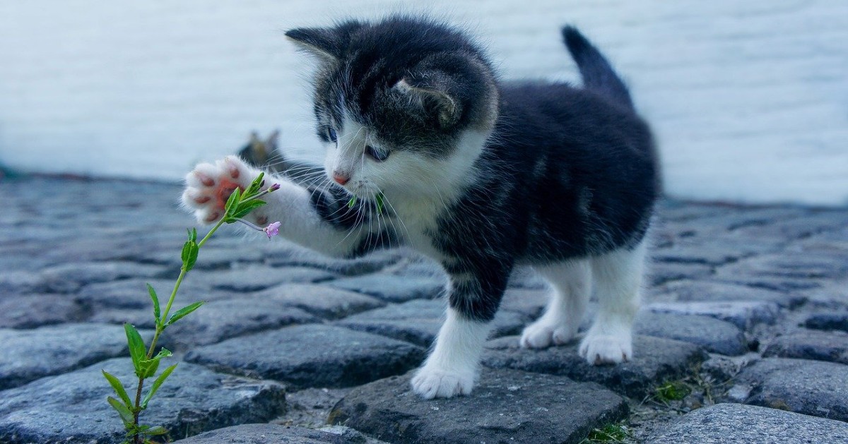 dove portare gattini appena nati