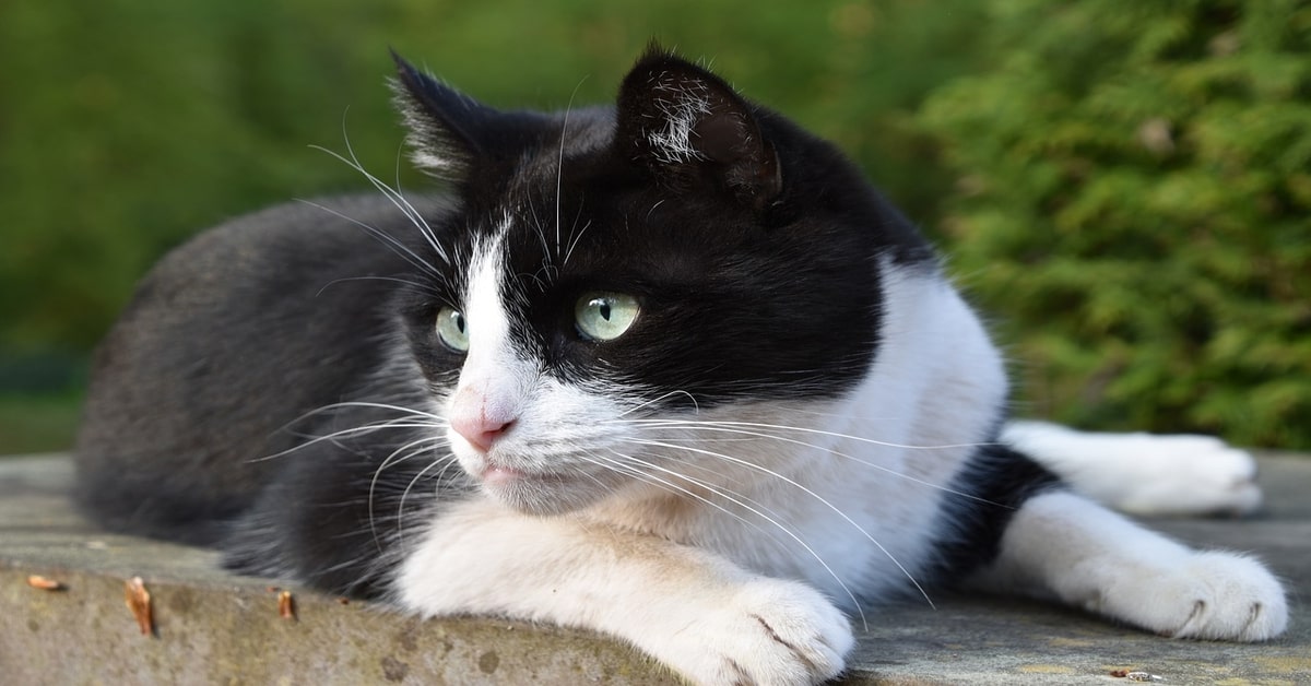 Impressionante: un gattino viene salvato mentre sta per morire in una macchina trituratrice (VIDEO)