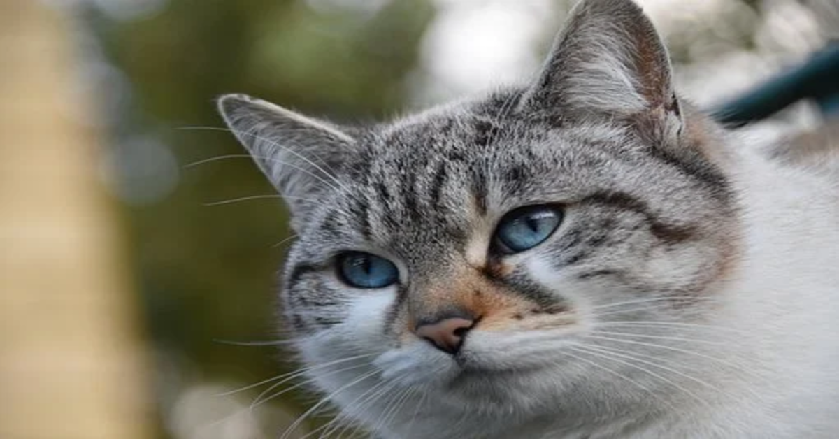 Simba, il gattino che cerca di prendere un uccello ma ha un piccolo incidente (VIDEO)