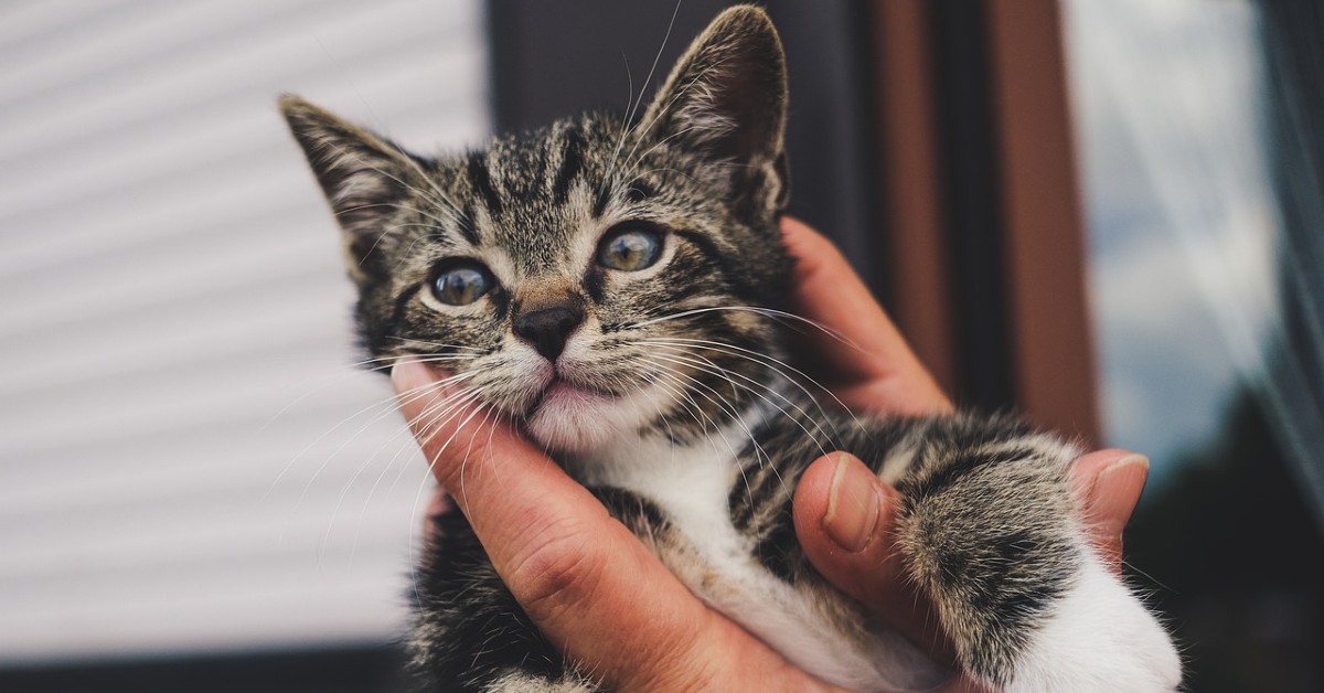 gattino piange se resta solo