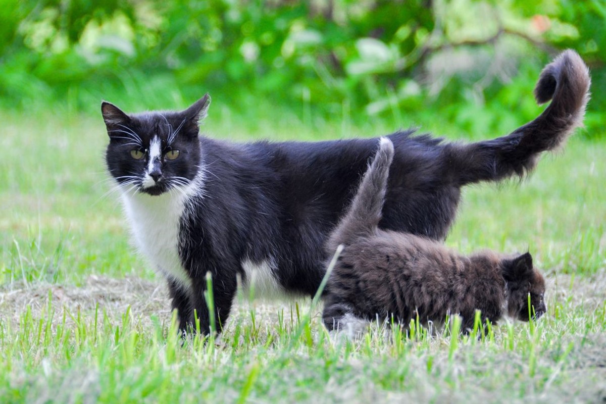 mamma gatta con il cucciolo