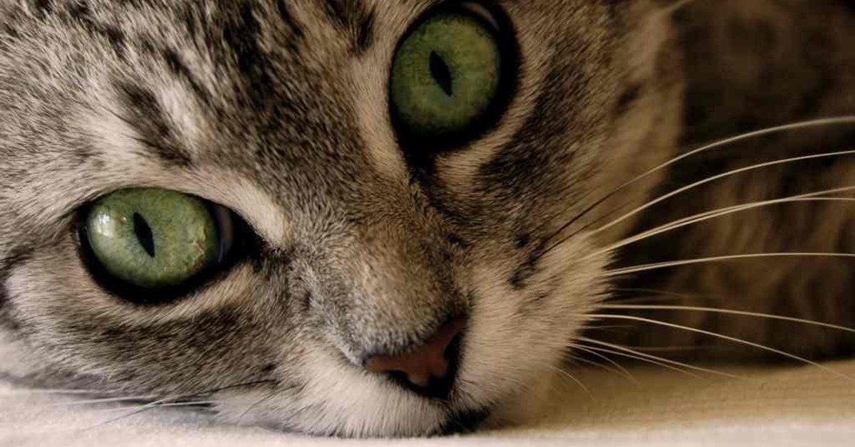 Coloboma dell’iride del gatto: che cos’è, cause e sintomi della malattia