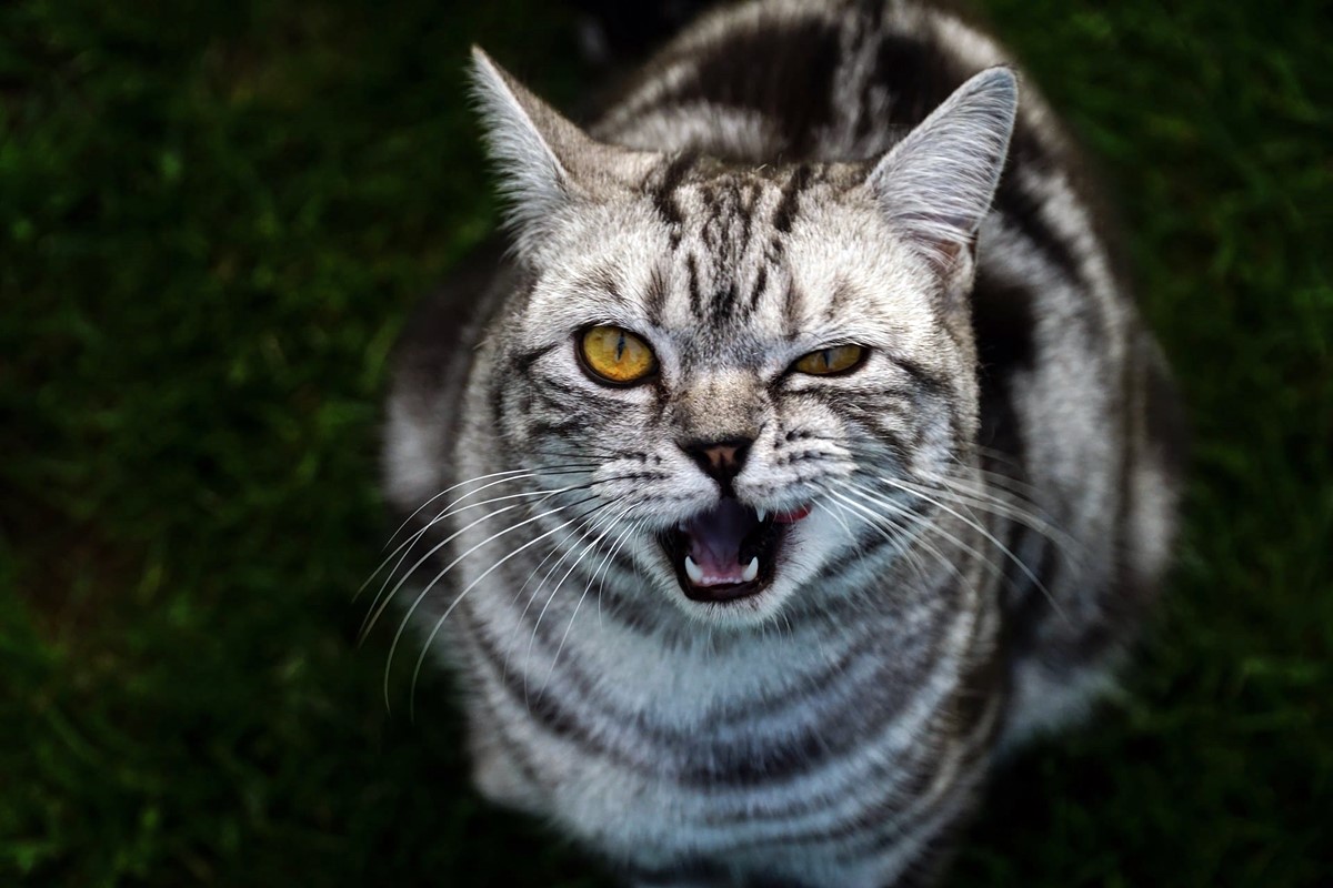 gatto con un occhio chiuso