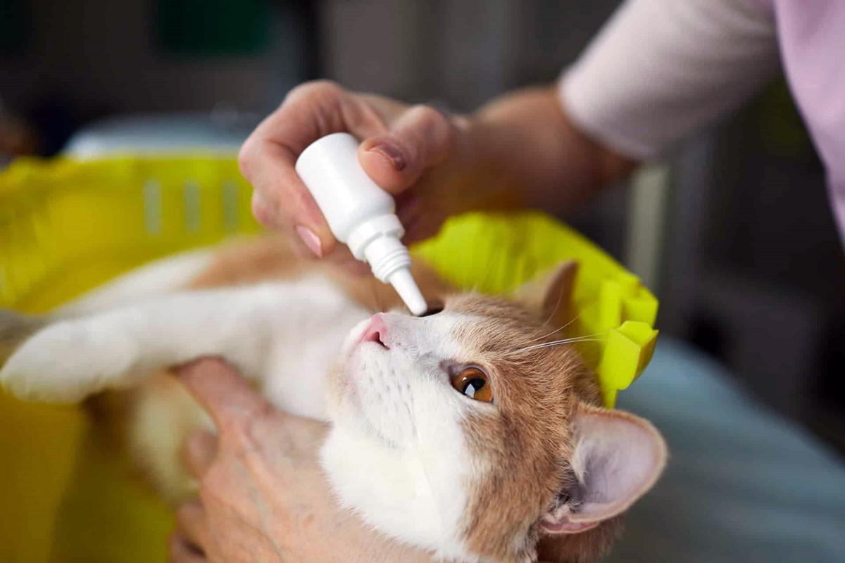 mettere le gocce oculari al gatto