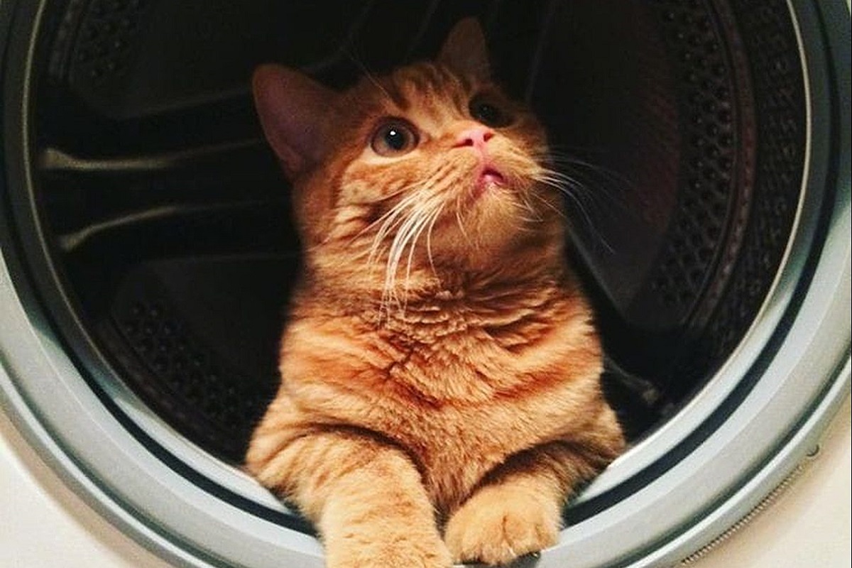 gatto in lavatrice