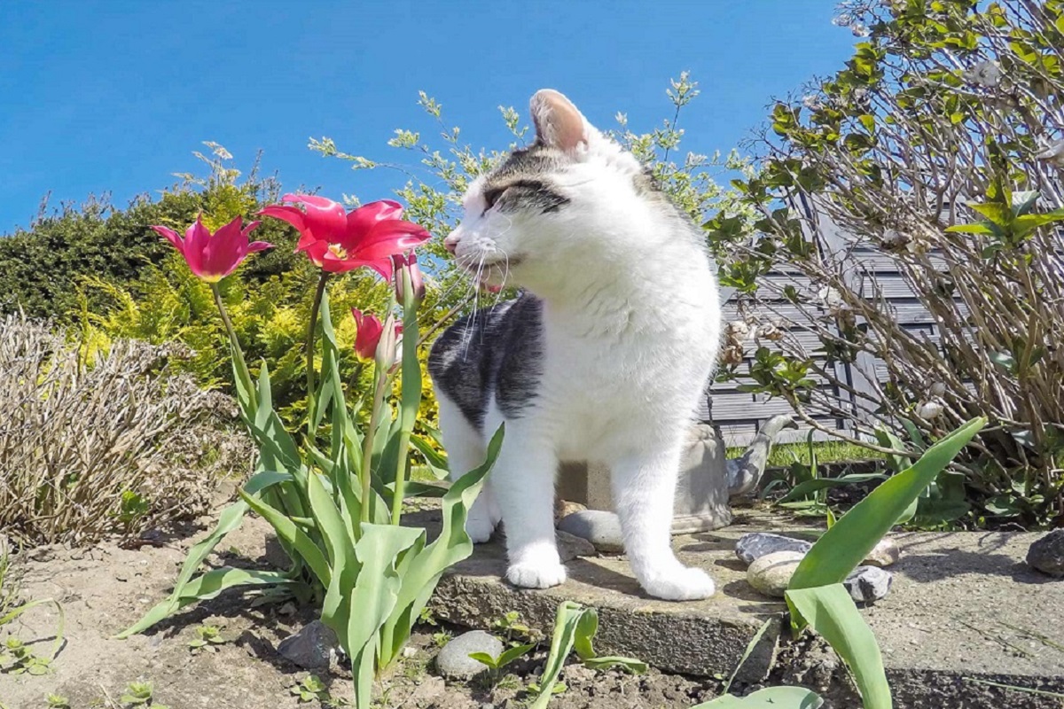 gatto odora i gigli