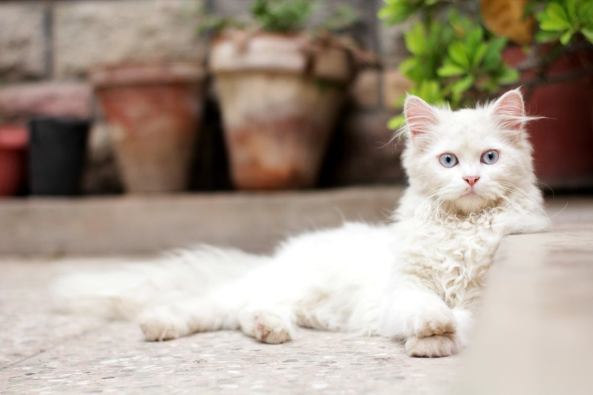 gatto bianco che dorme sul pavimento