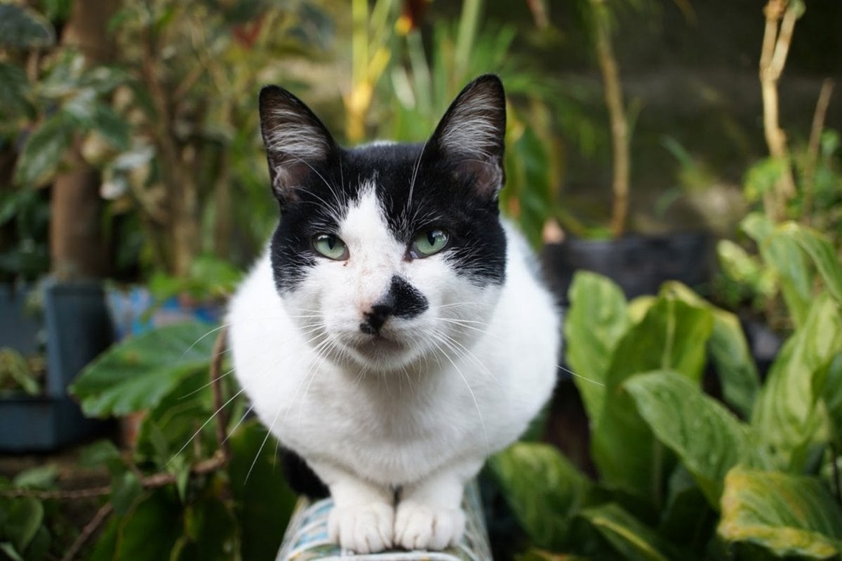 gatto in giardino