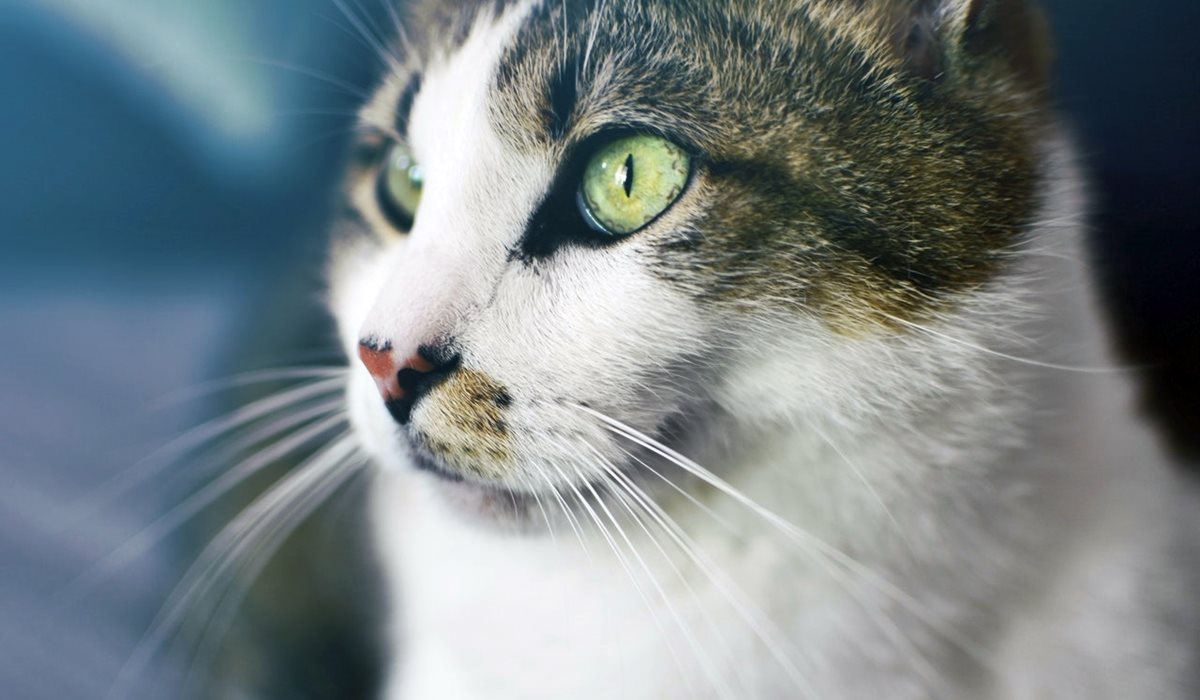 gatto con gli occhi verdi