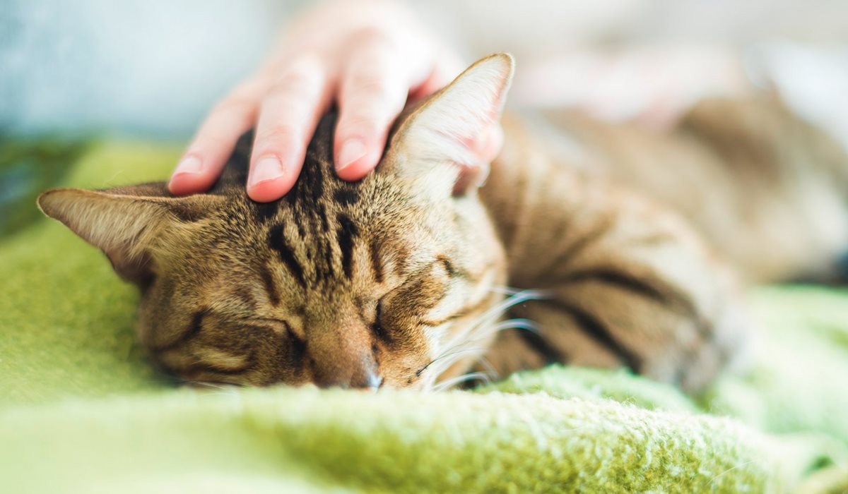 dormire con il proprio gatto