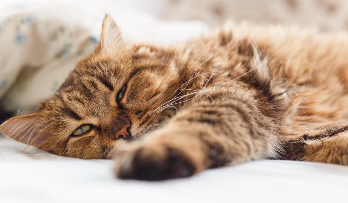 gatto con gli occhi socchiusi