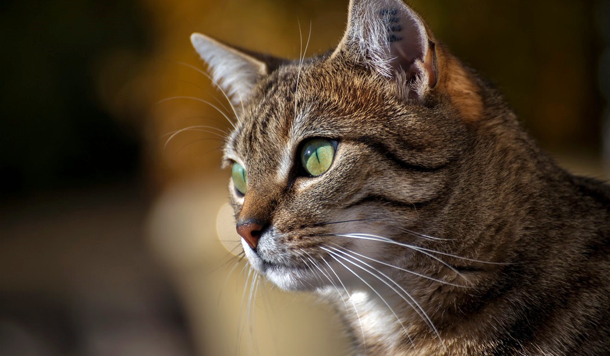 gatto adulto tigrato con gli occhi verdi