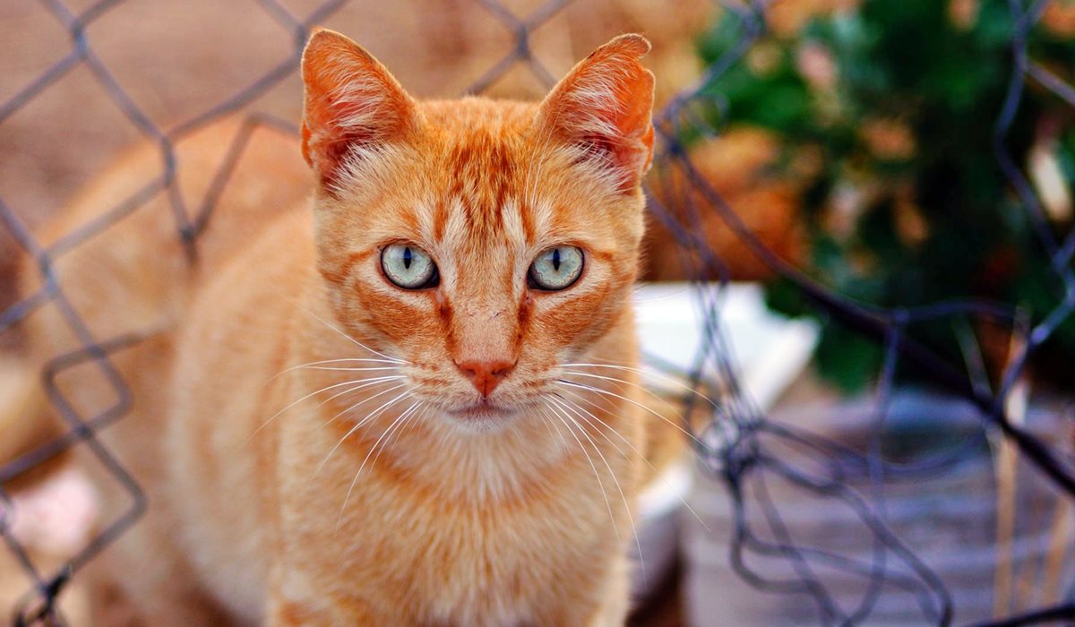 gatto arancione tigrato