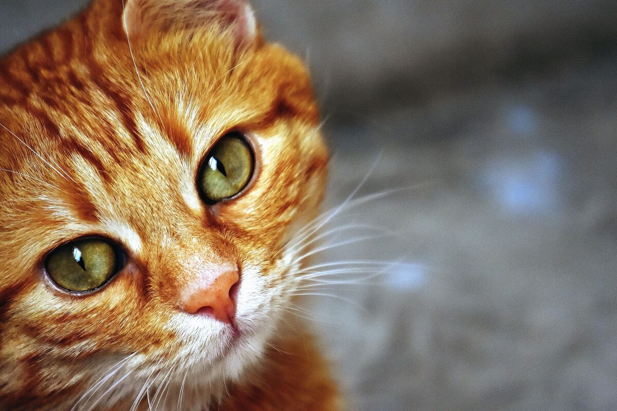 gatto che guarda in camera