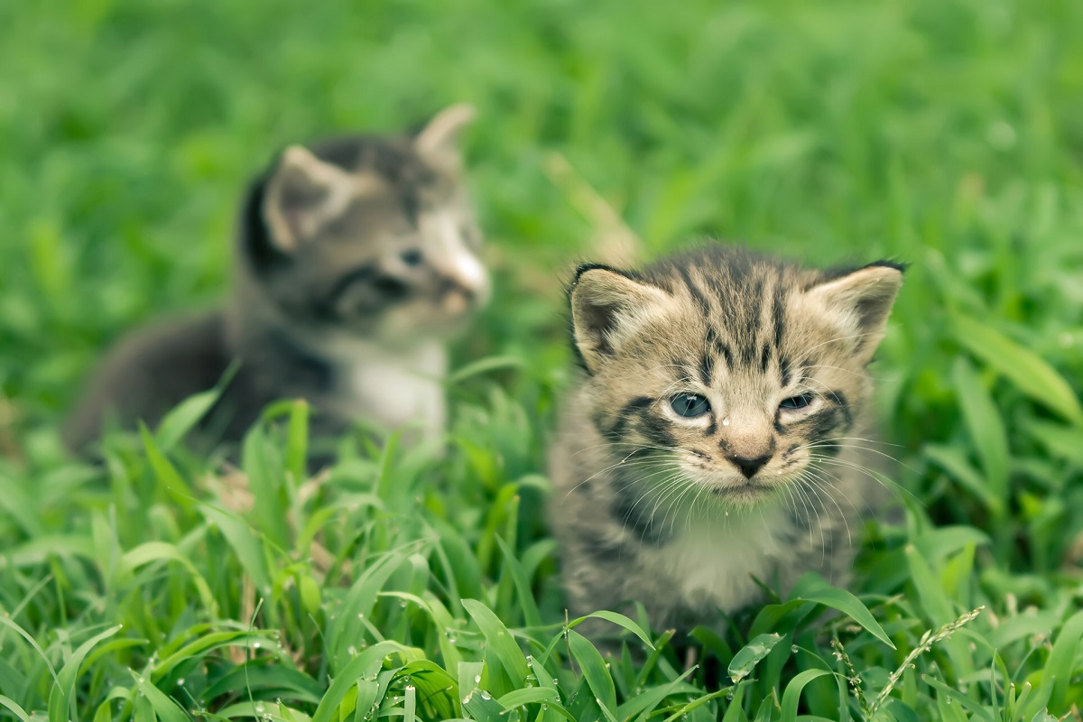 cuccioli di gatto di poche settimane