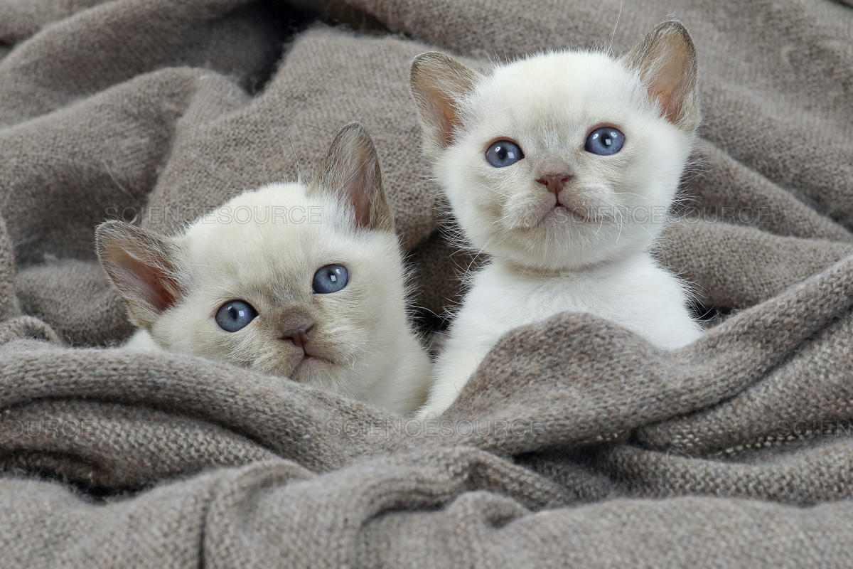 Cuccioli di Tonchinese, attenzioni specifiche da riservargli: cura e prevenzione