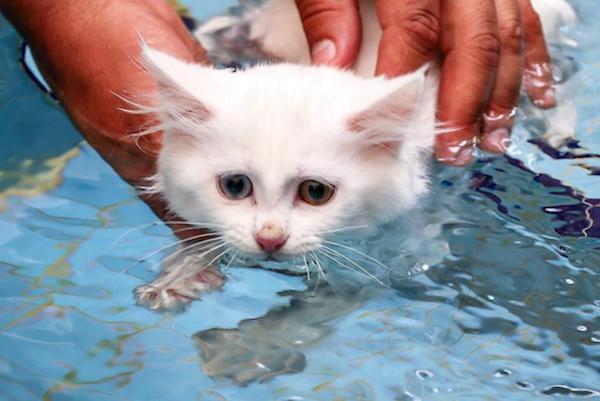 cuccioli di Turco Van come educarli