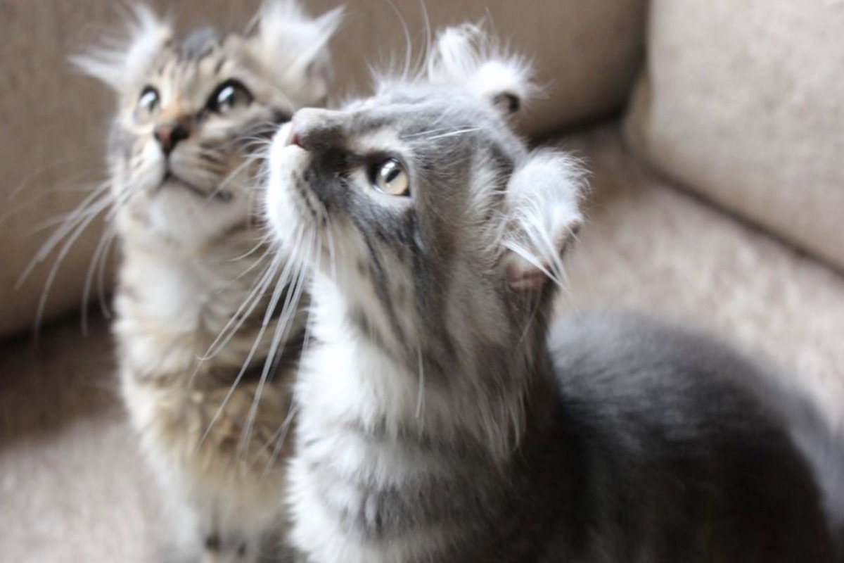 american curl tenera età