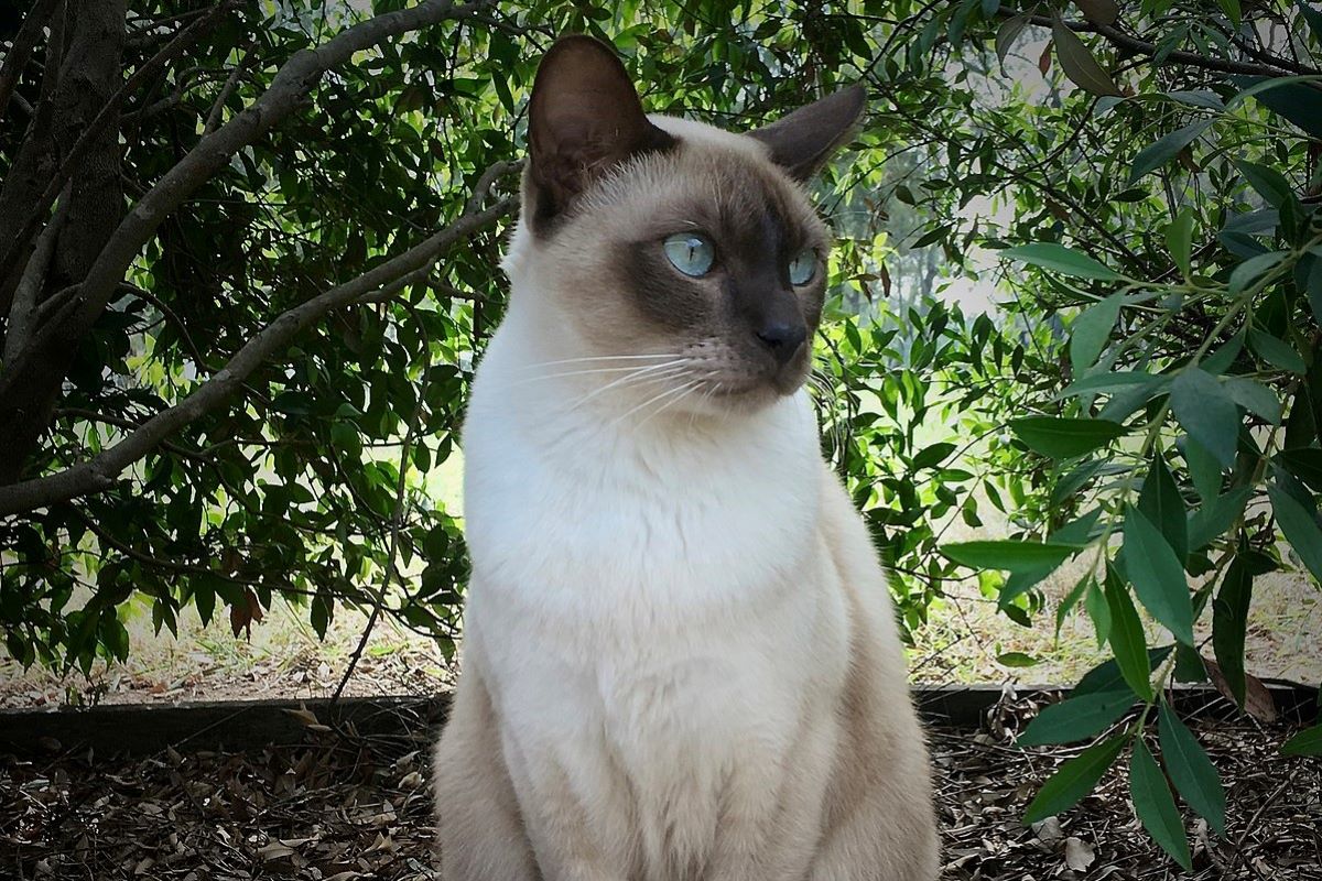 tonkinese