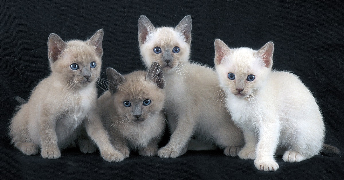 Cuccioli di Tonchinese, punti deboli: quali sono le loro fragilità e a cosa fare attenzione