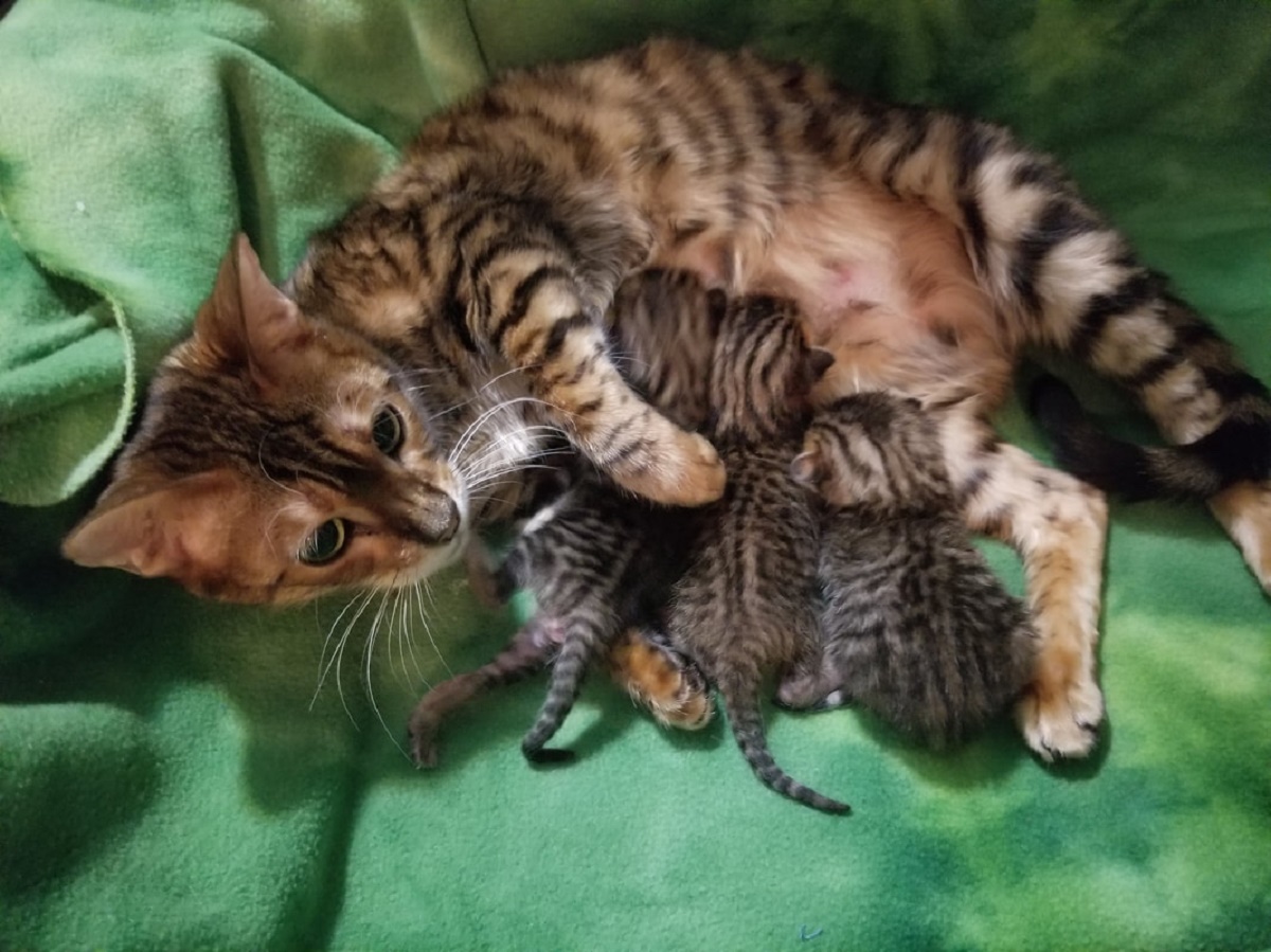 mamma gatta con i suoi piccoli