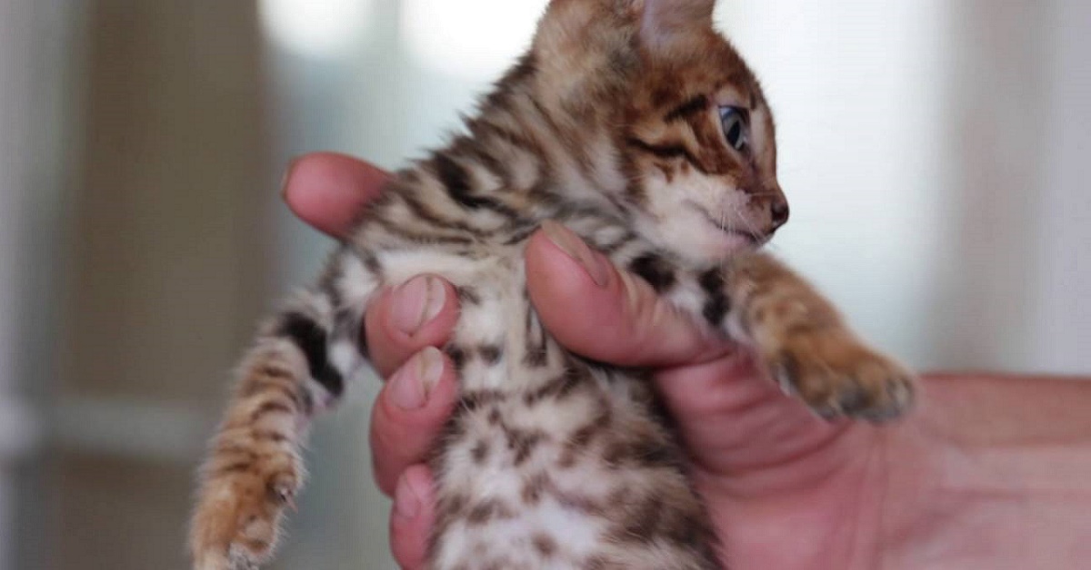 cucciolo di gatto toyger