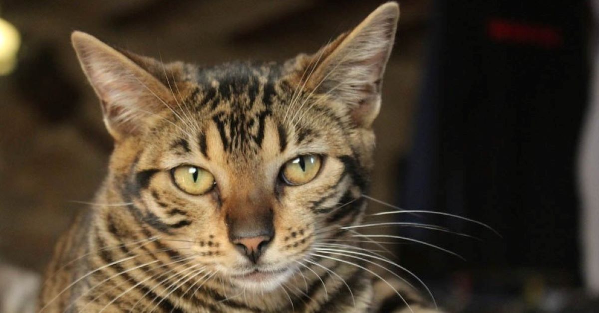 Cuccioli di Toyger, come educarli e disciplinarli per farli crescere felici