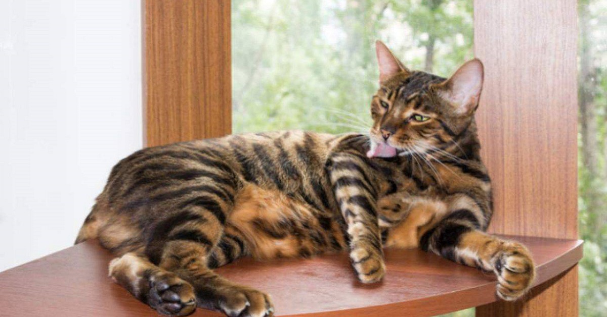 Cuccioli di Toyger, pelo: cosa sapere, quando fanno la muta e toelettatura ideale