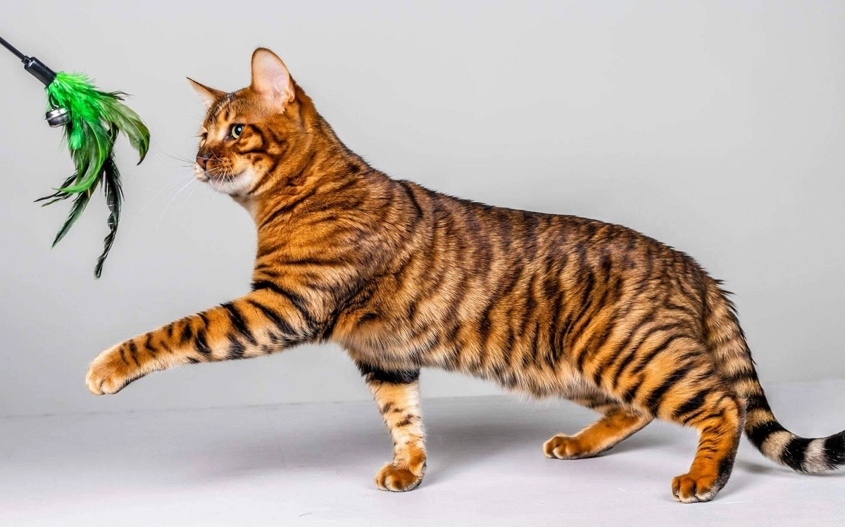 gatto toyger su sfondo grigio