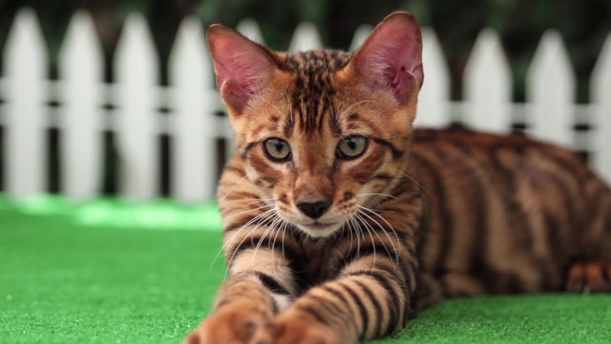 cucciolo di toyger sdraiato