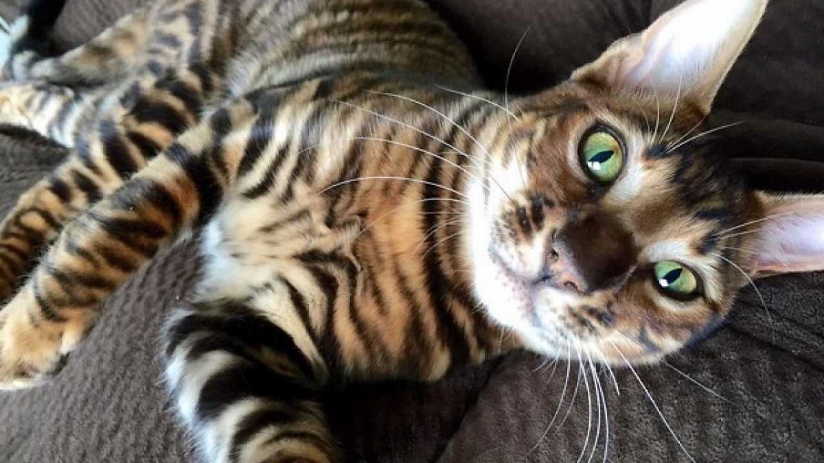 toyger guarda in camera