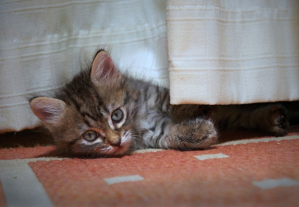 cucciolo di toyger si nasconde