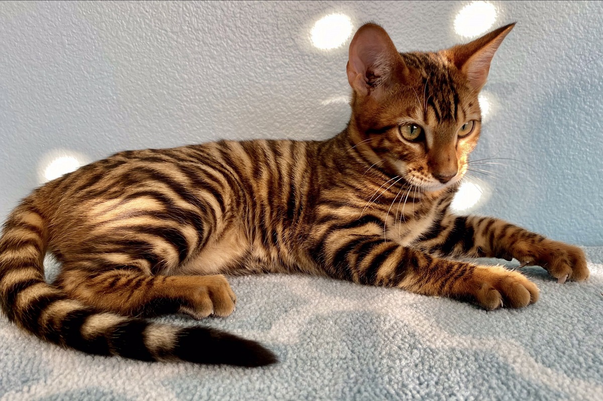 cucciolo di toyger sul divano