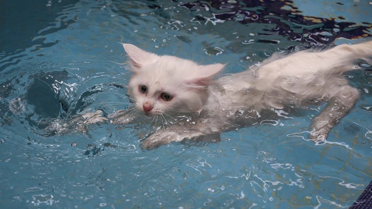 gatto bianco che nuota