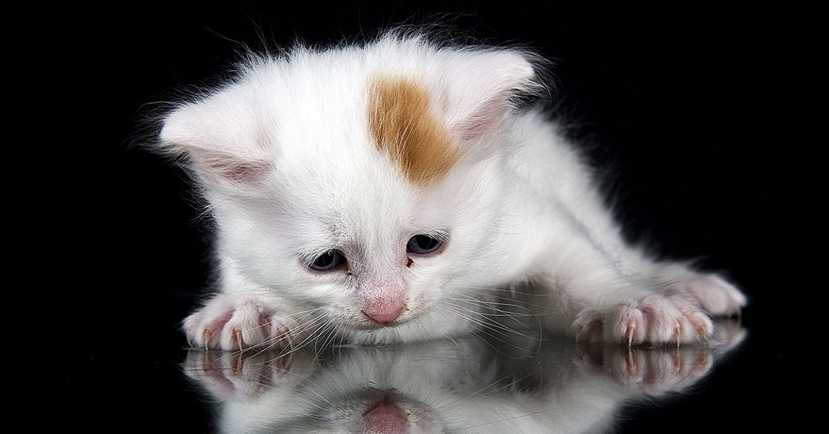 Cuccioli di Turco Van, carattere e temperamento: cosa sapere su di loro