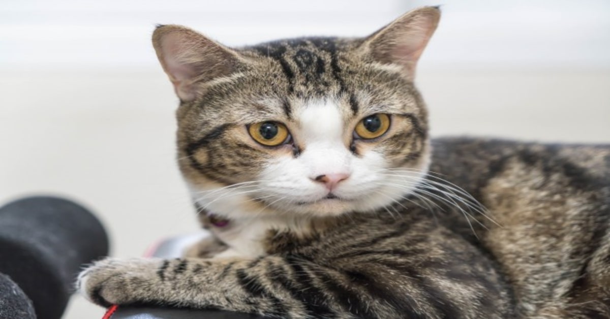 Il gattino ha trovato un posto davvero speciale dove nascondersi: l’interno di un materasso  (VIDEO)