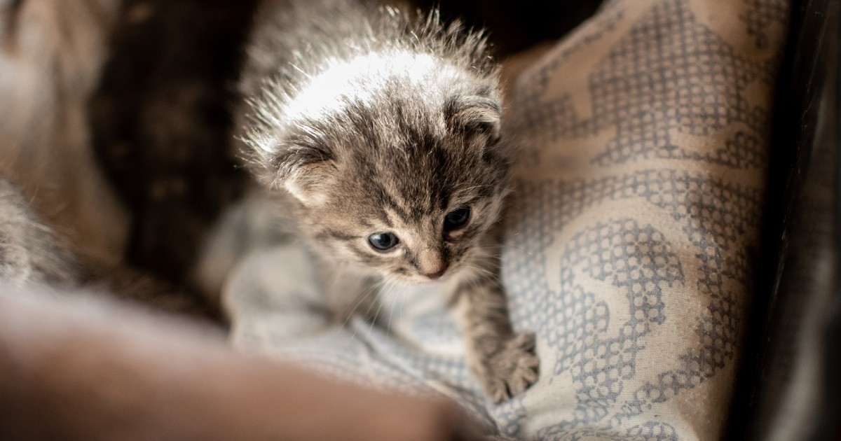 Dove portare i gattini appena nati? Tutti i consigli utili, a chi rivolgersi e cosa fare