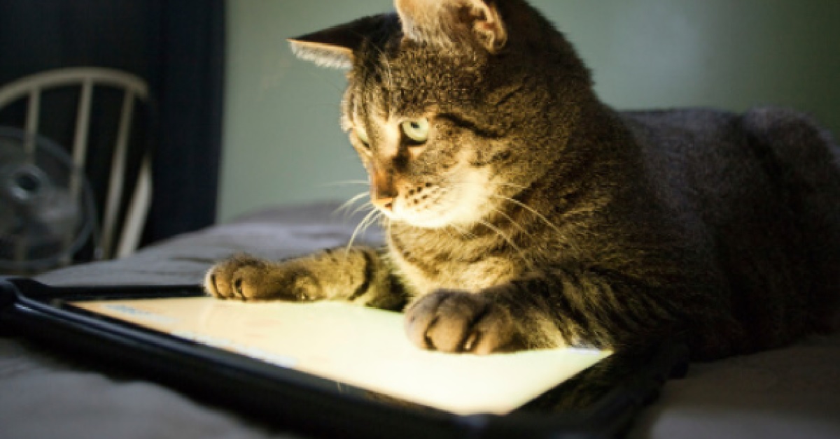 Dei gattini stanno giocando con l’Ipad, il video non può fare altro che divertirvi