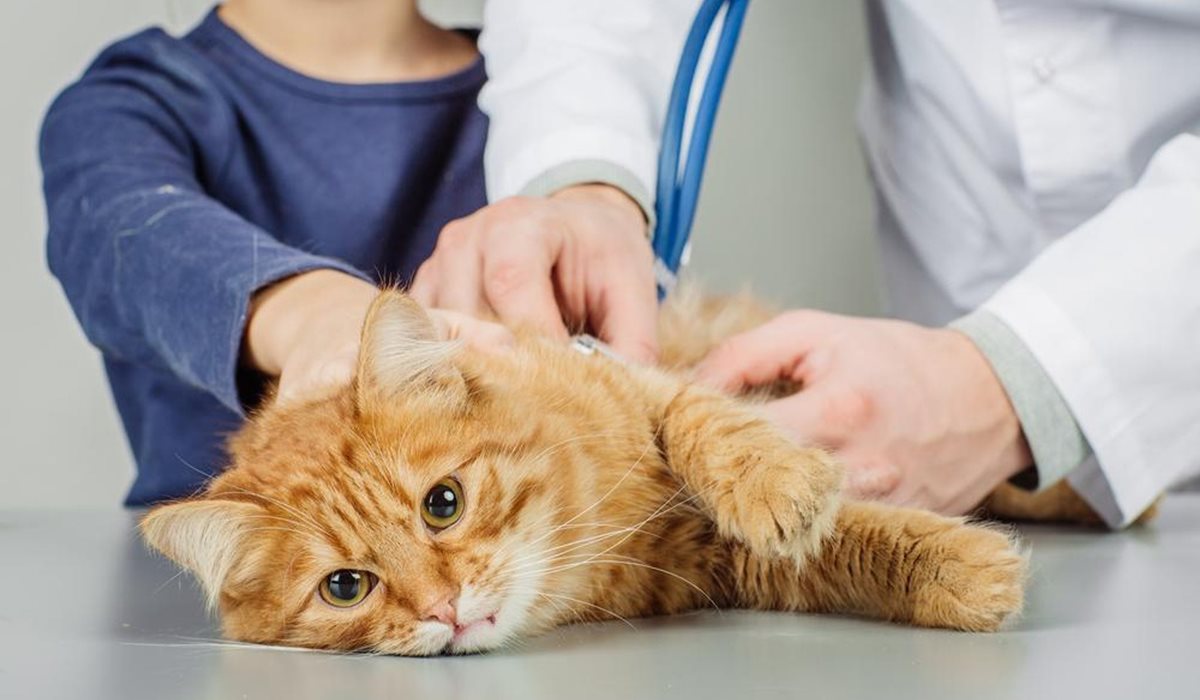 veterinario visita un gatto arancione