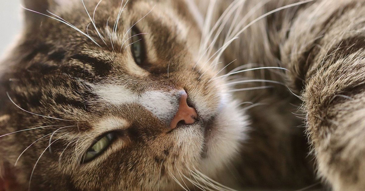 Dermatomiosite nel gatto: cos’è, sintomi, cause e cura della malattia