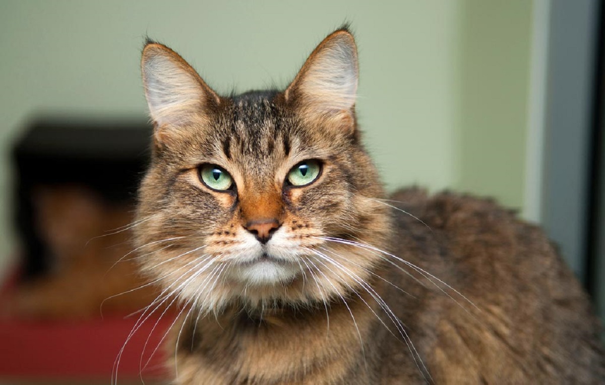 gatto anziano con occhi verdi