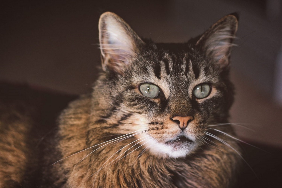 gatto anziano a pelo lungo