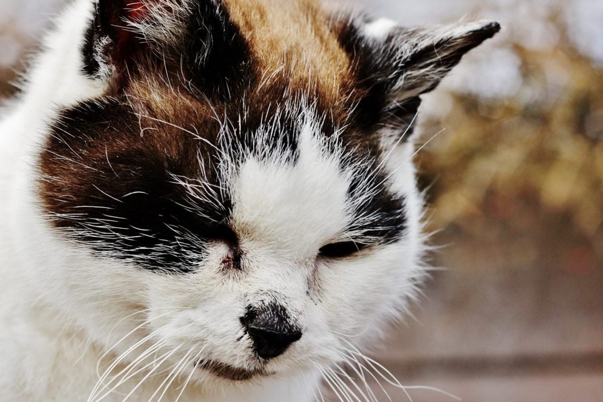 gatto con il pelo arruffato