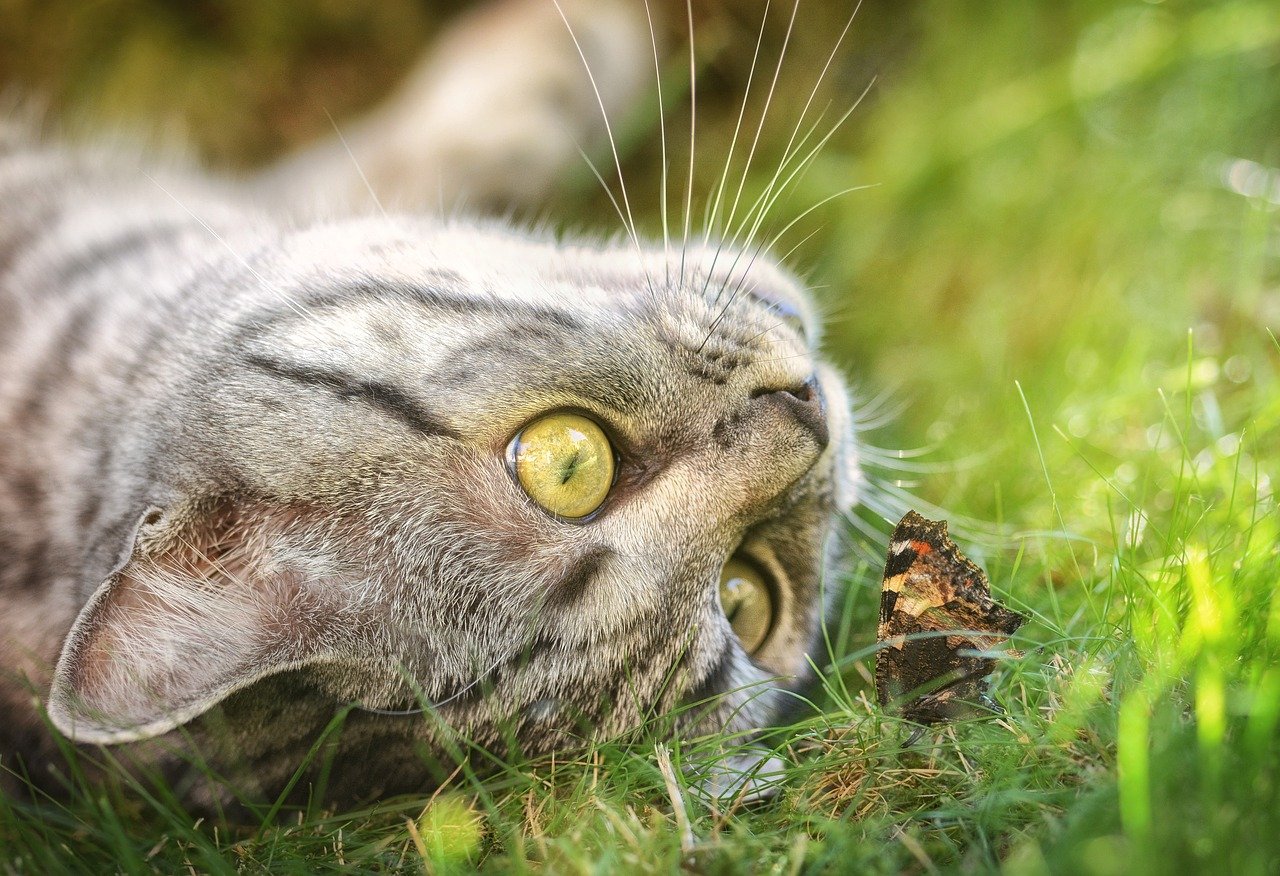 gatto gioca con farfalla