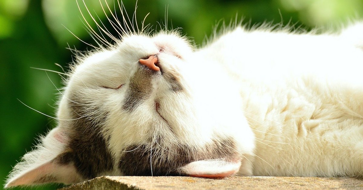 Disturbi della pelle del gatto: quali sono e i principali rimedi