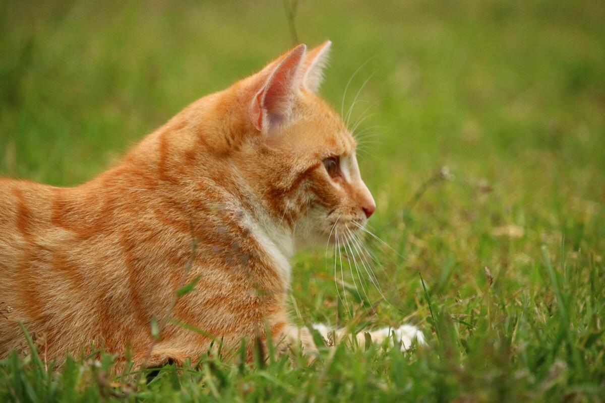 gatto arancione in mezzo all'erba